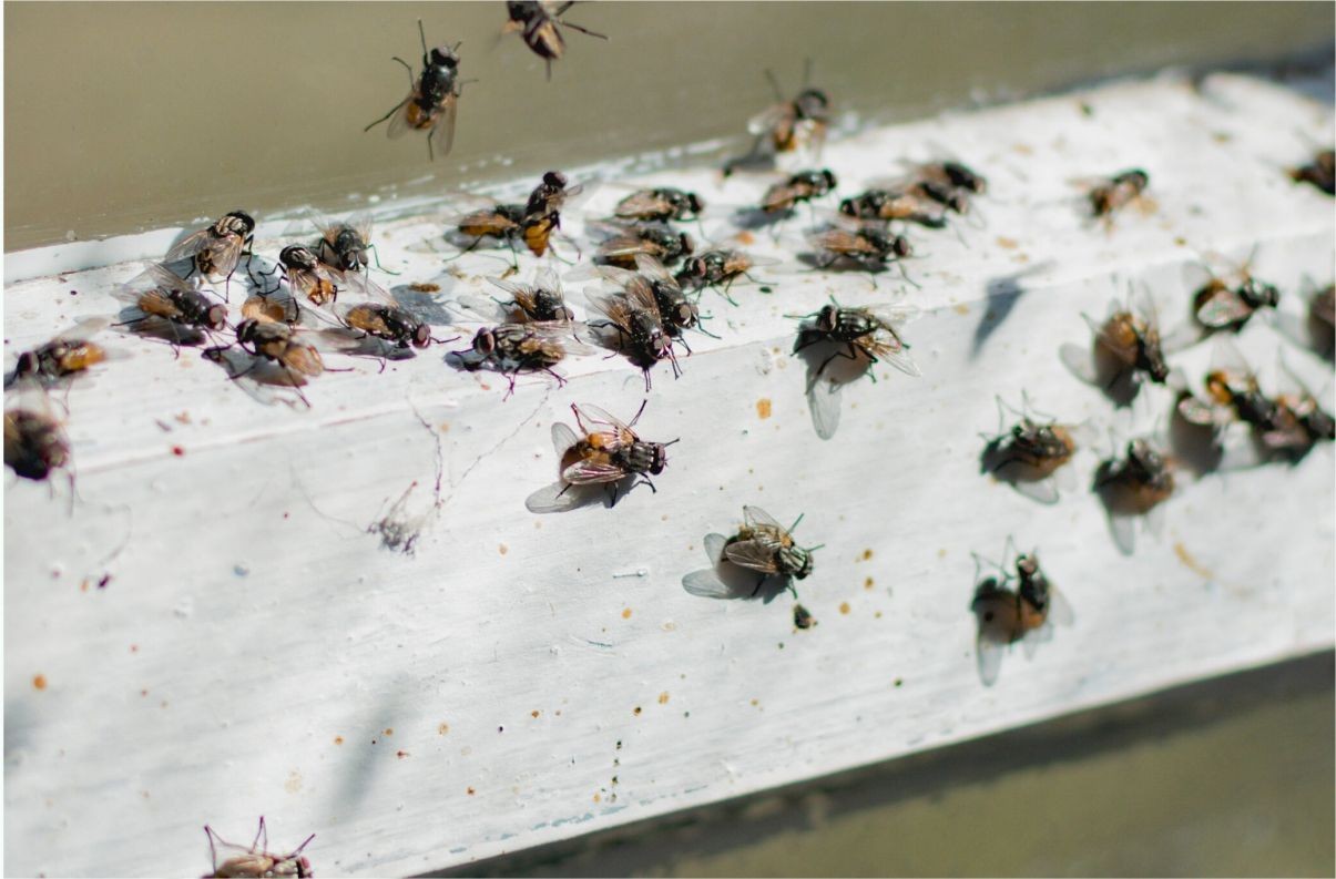 Flies Removal King City Ontario