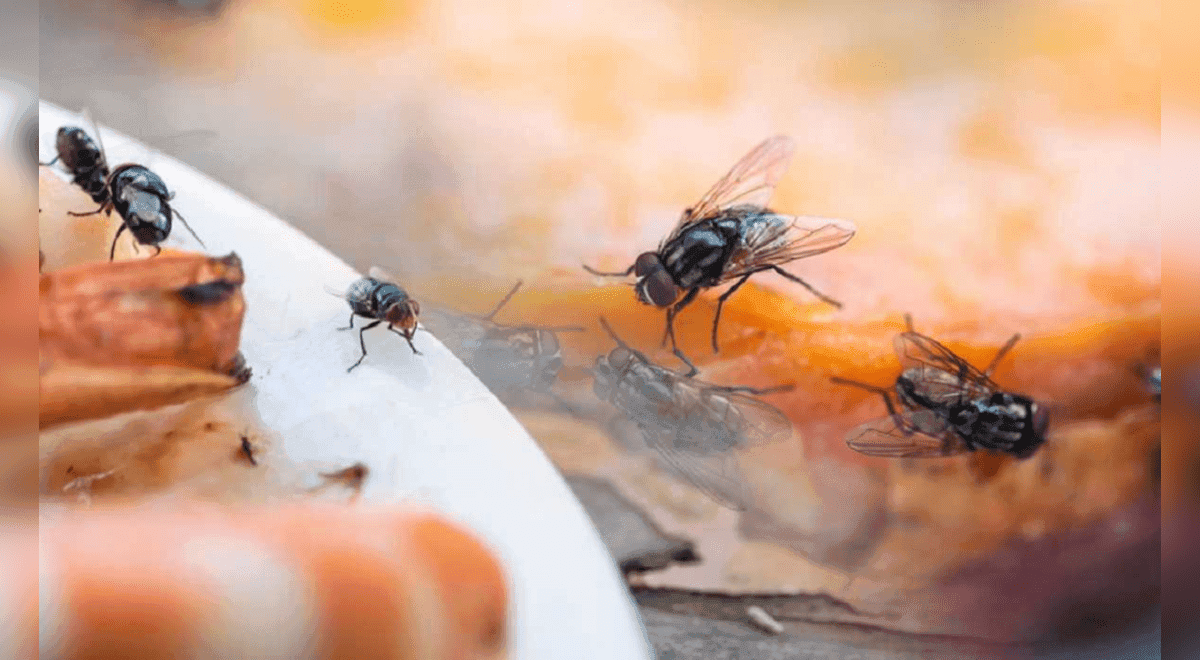 Flies