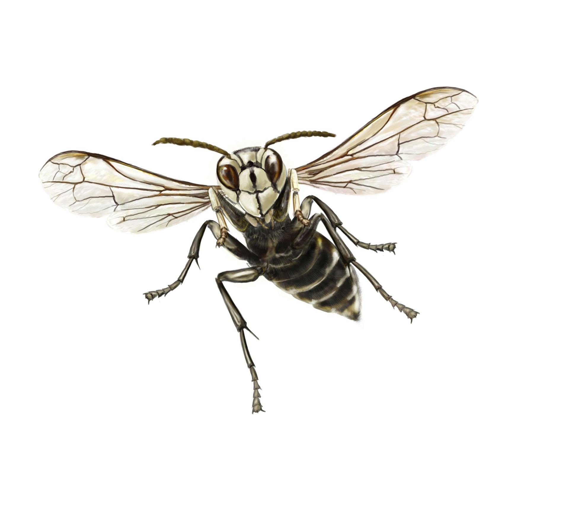 Bald-Faced Hornets