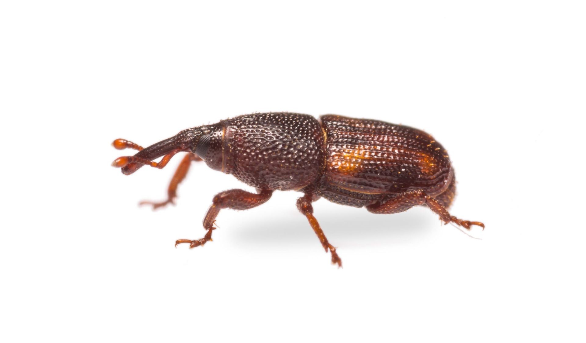 Weevil