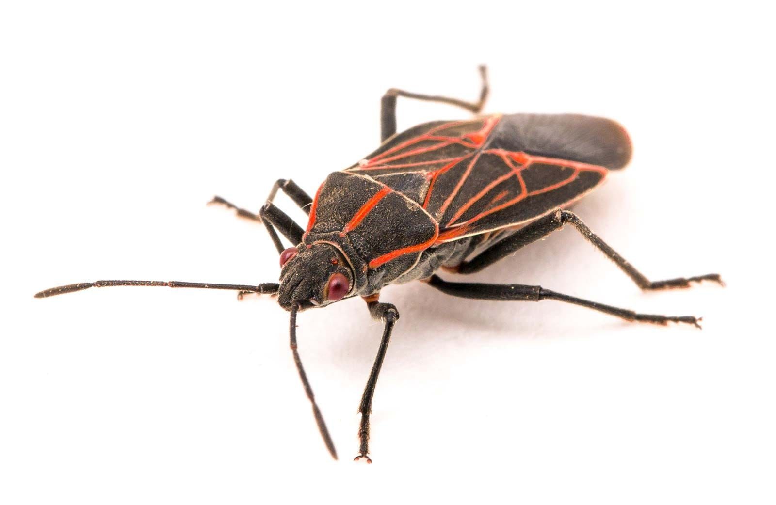 Boxelder Bug