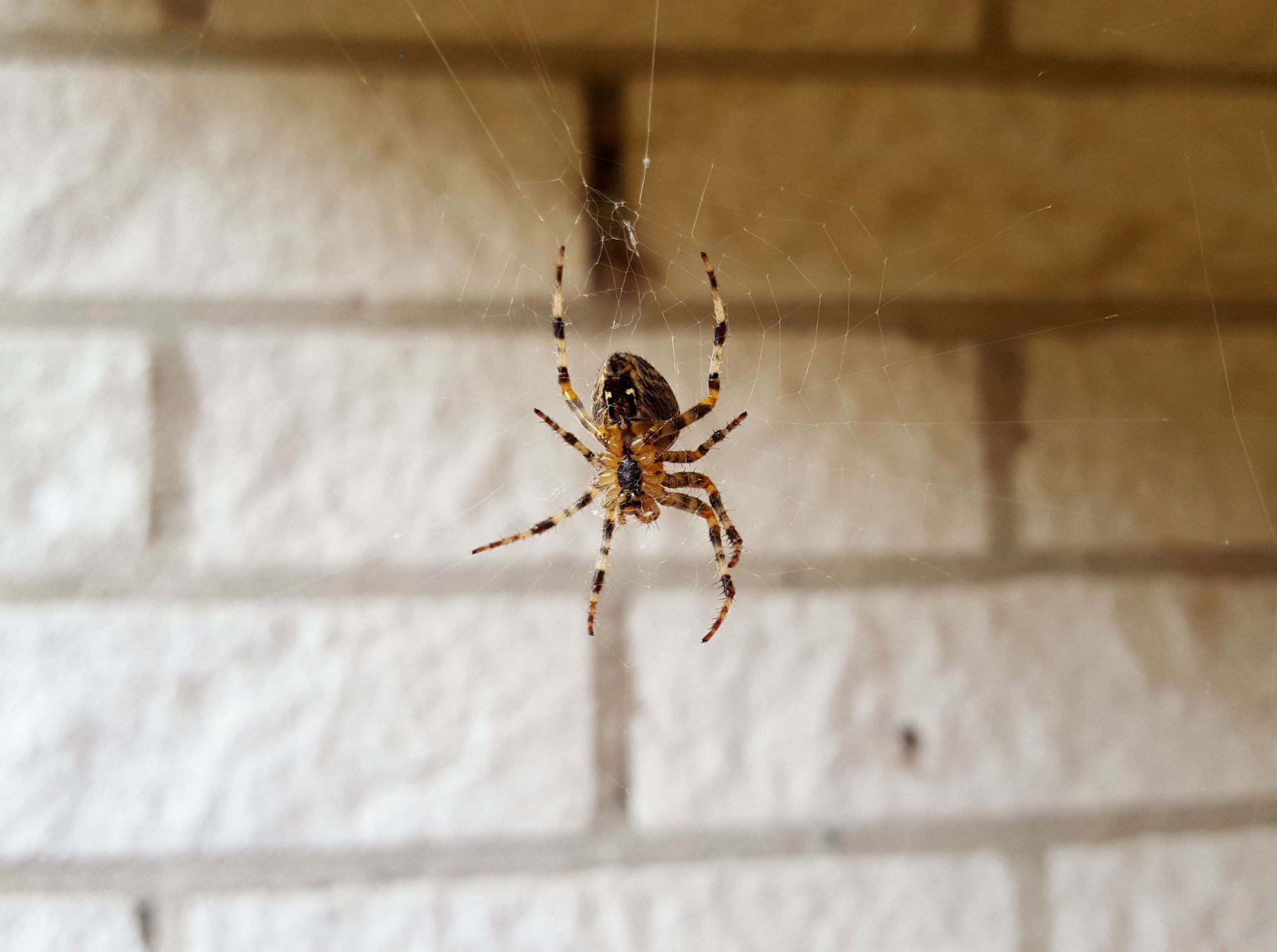 Spider Control Vaughan