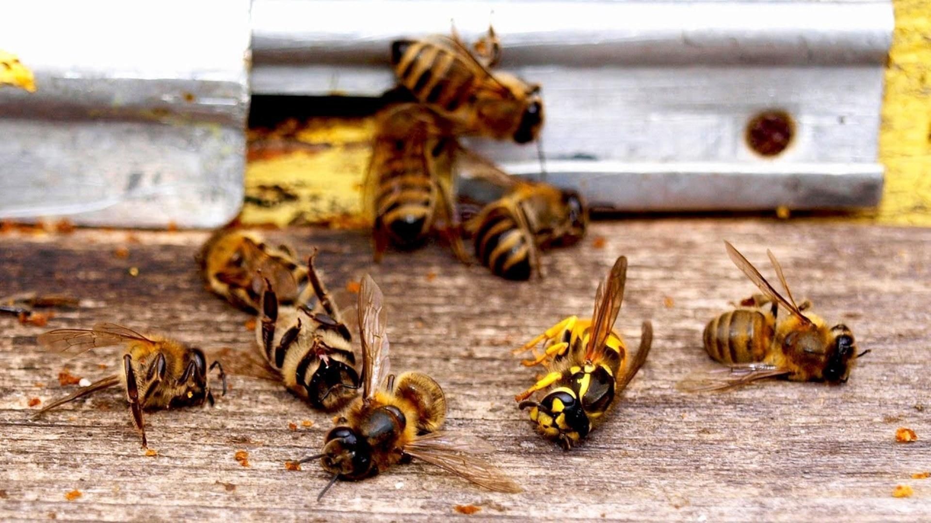"Professional technician performing safe Wasp & Bee Elimination near a residential property."