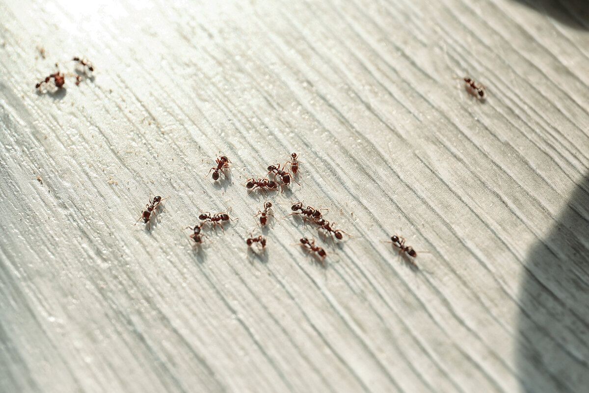 Ants