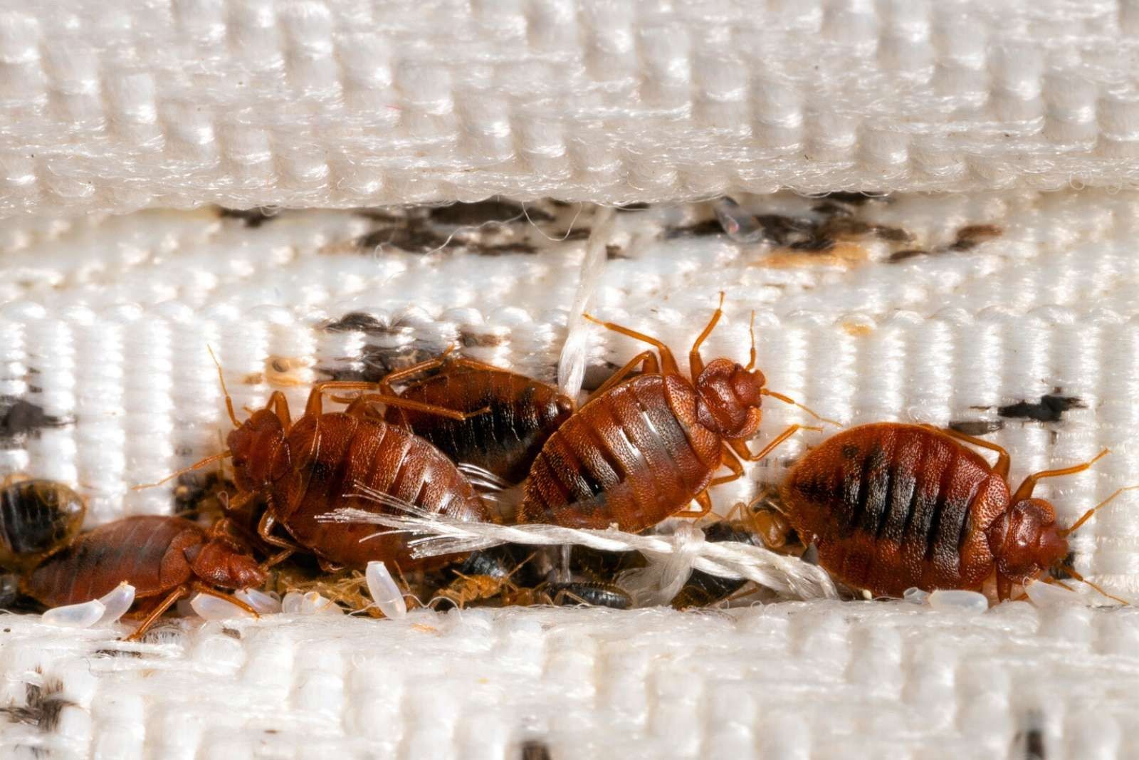 Bed Bugs