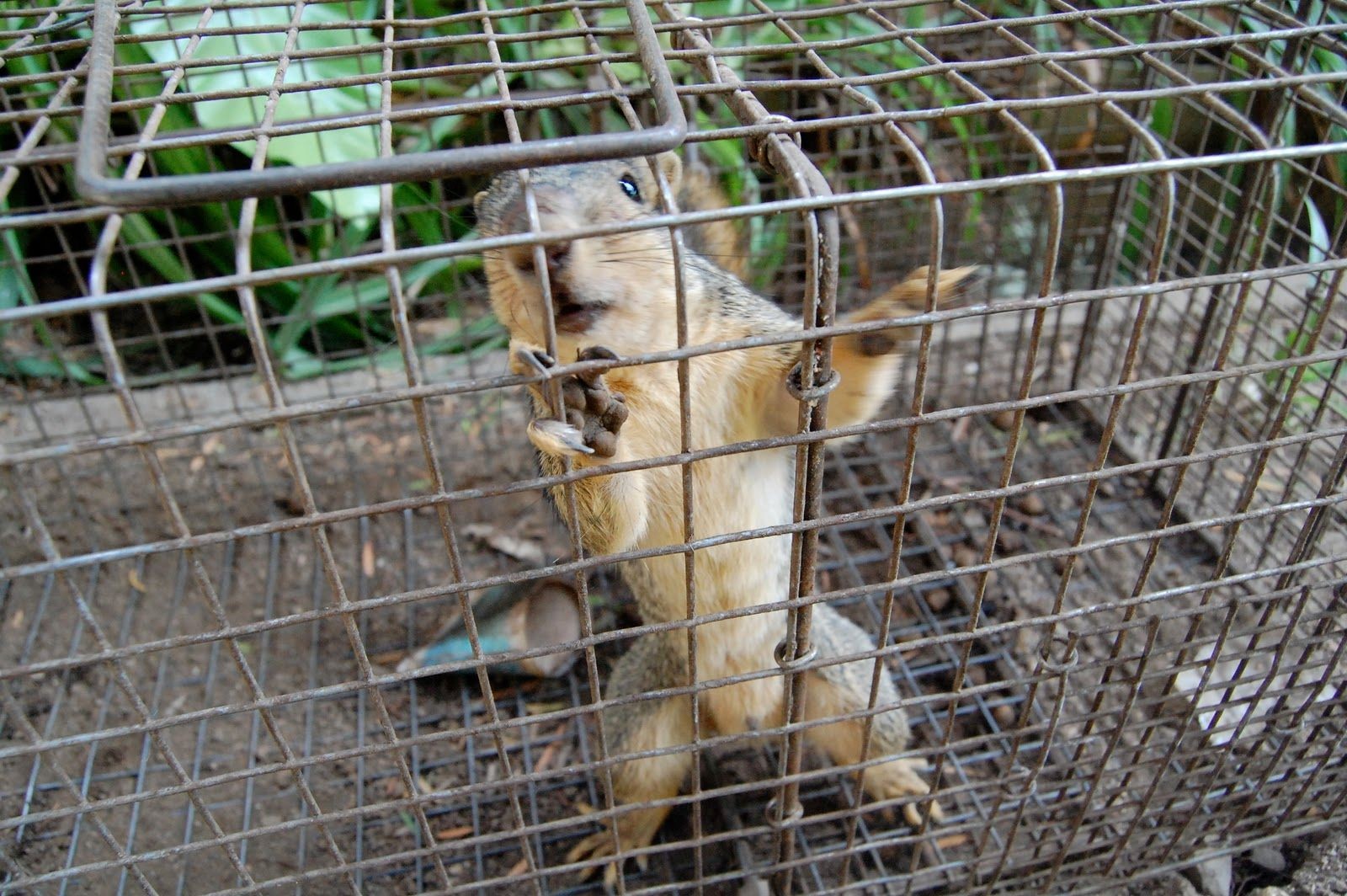 Cheap wildlife removal services Barrie, ON
