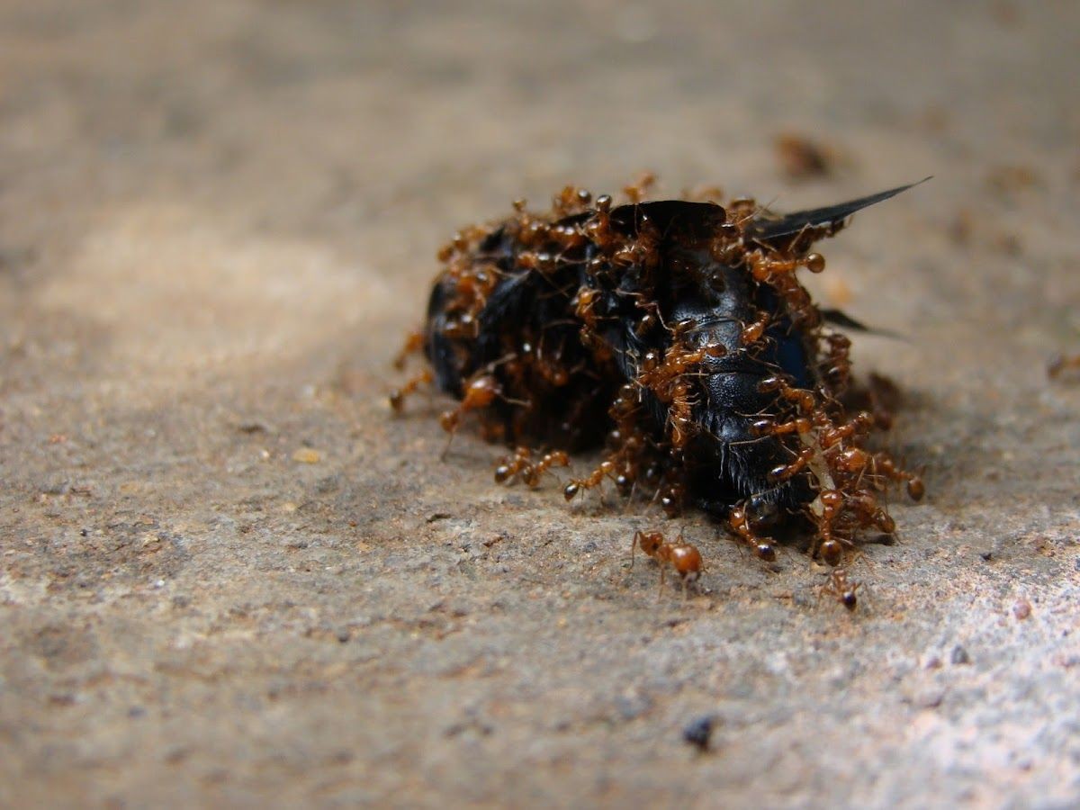 Pharaoh Ants
