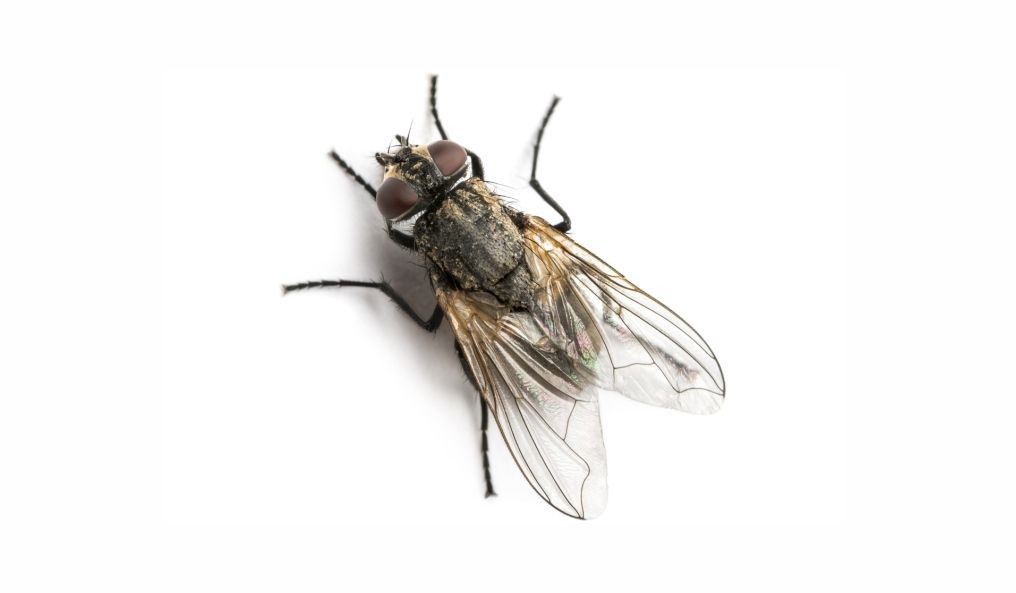 House Flies