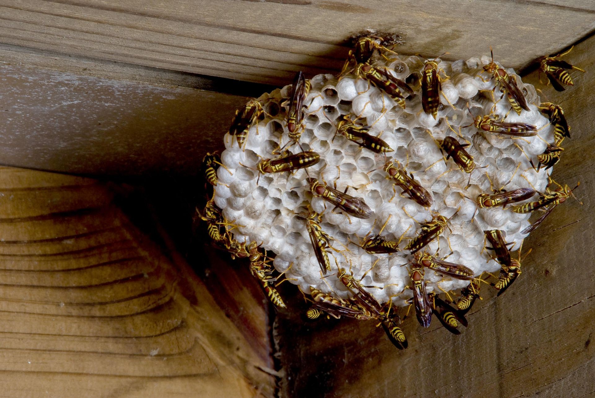 Wasp Pest Control Vaughan