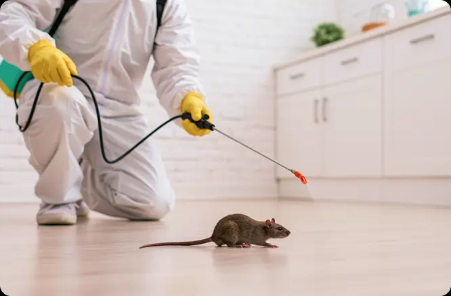 Rodent Removal Mississauga