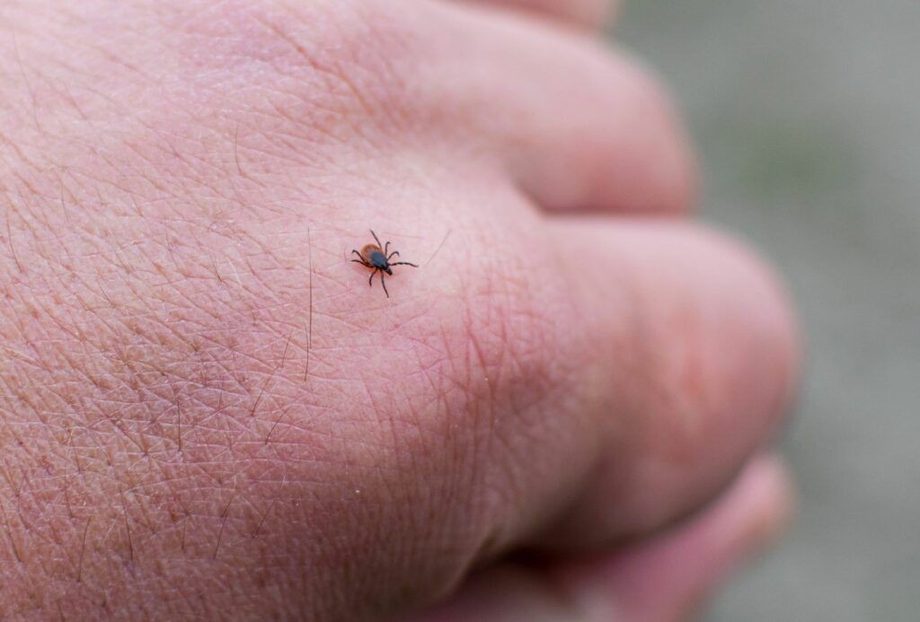 Ticks