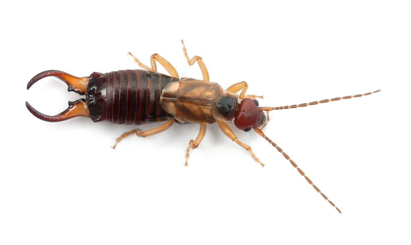 Earwig
