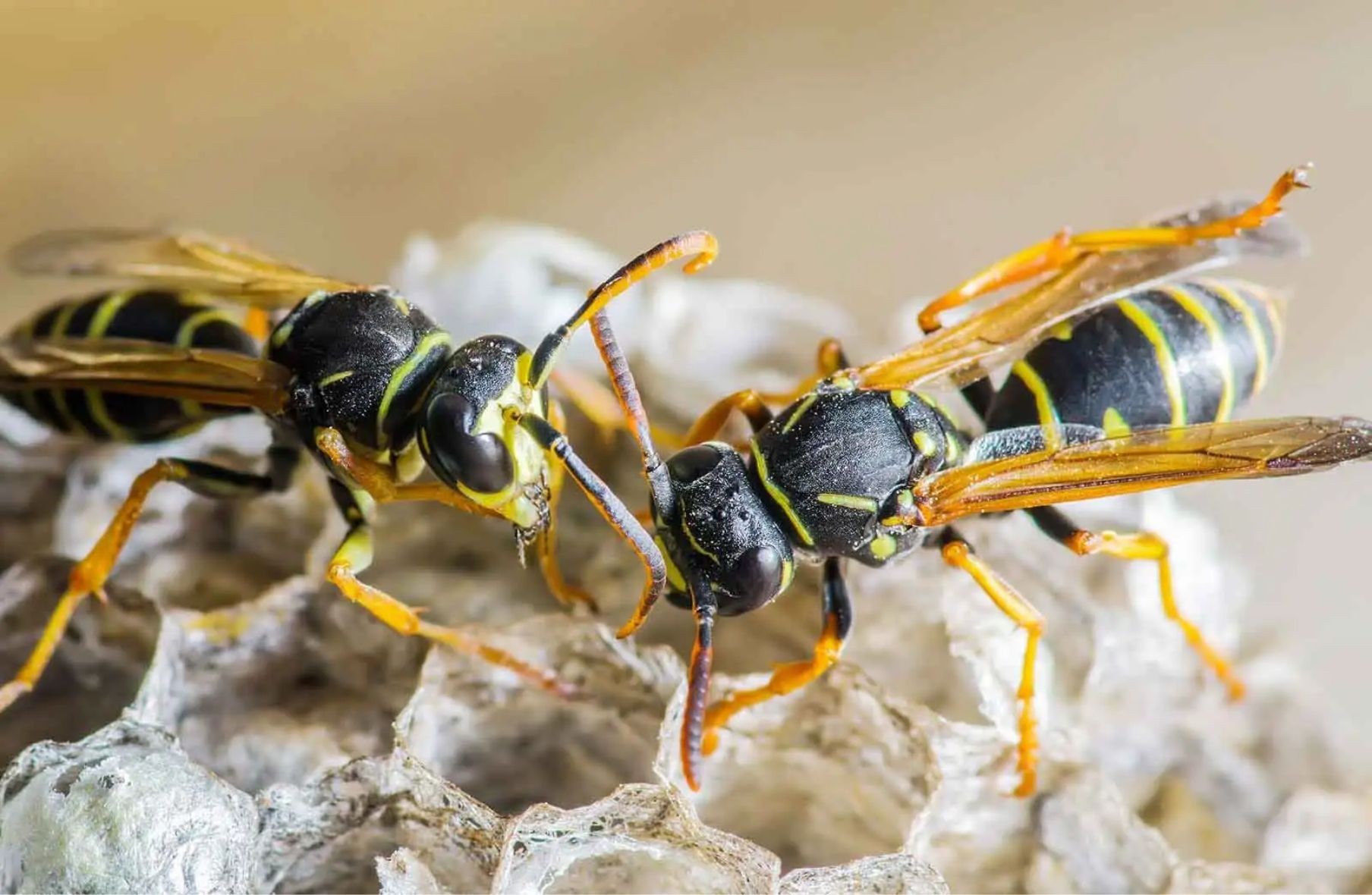 Wasp Nest Removal Bradford, ON