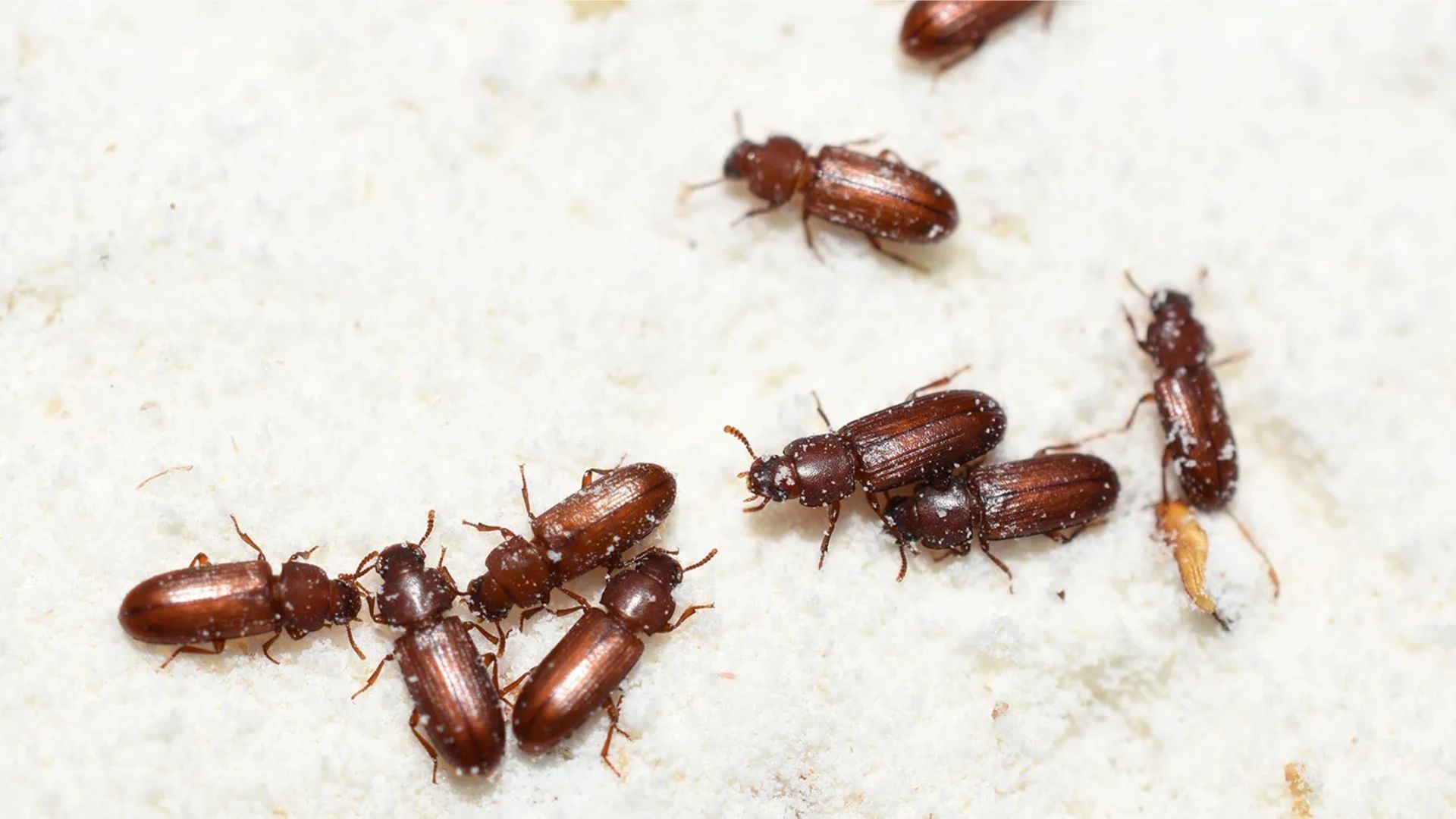 Red Flour Beetle