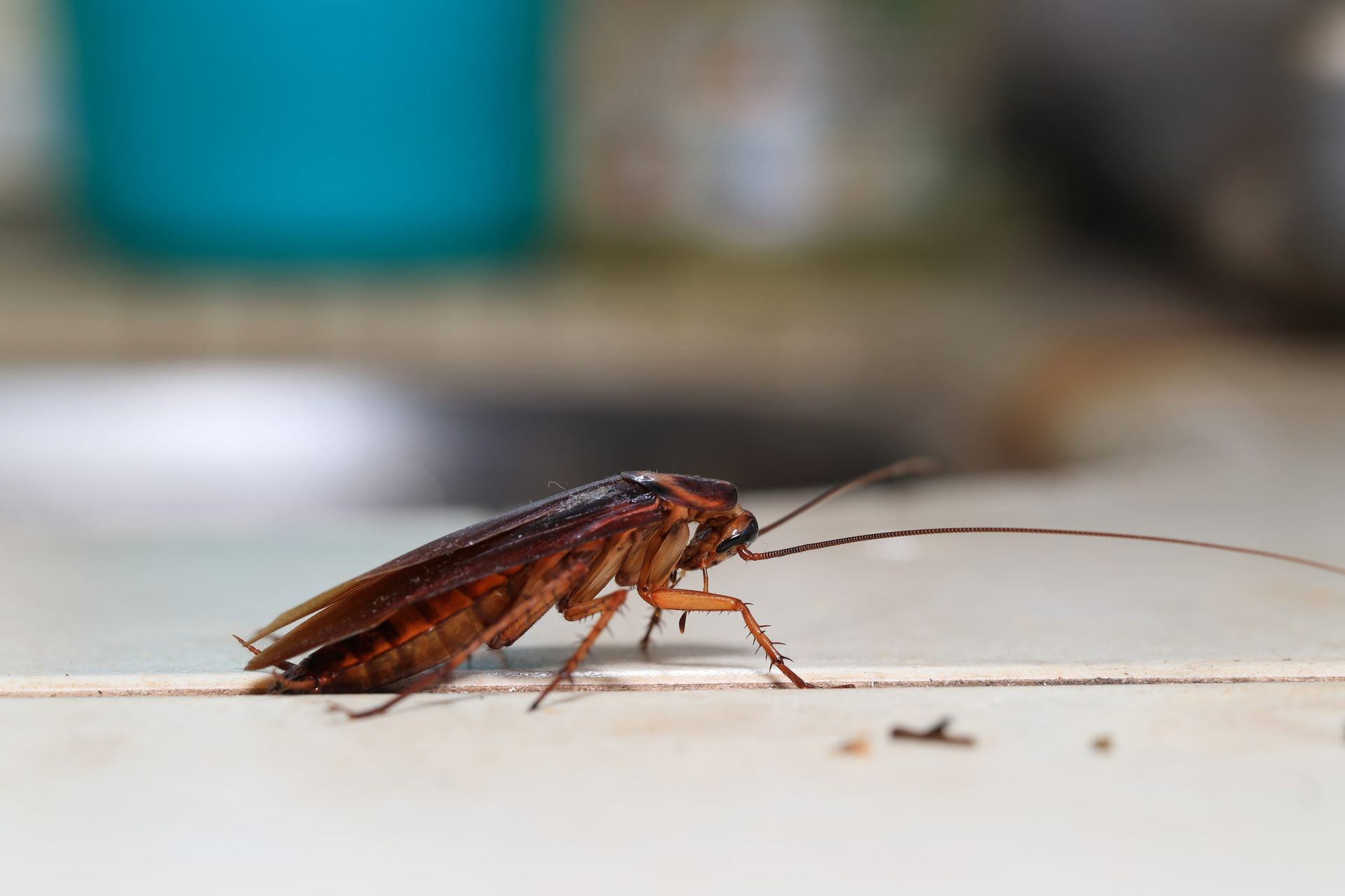 Cockroach Extermination Mississauga
