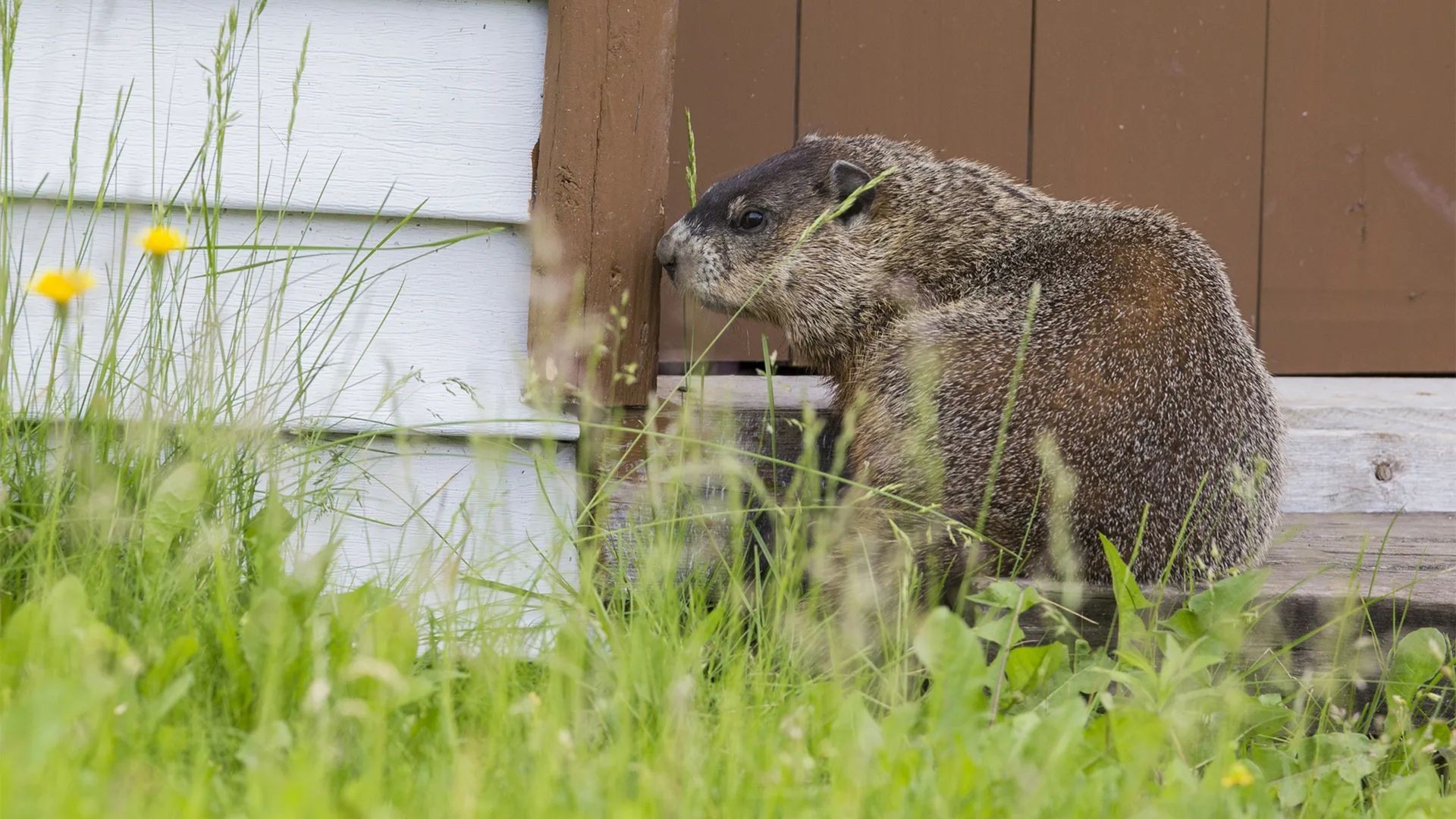 Groundhog Removal