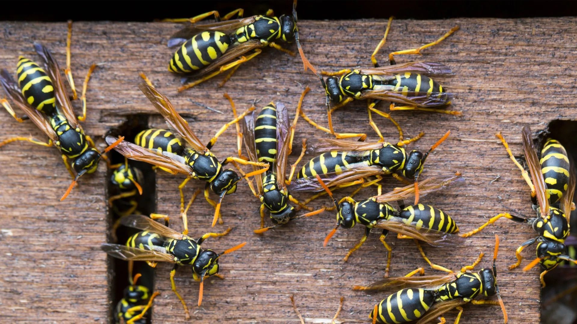 Wasp Pest Control Toronto