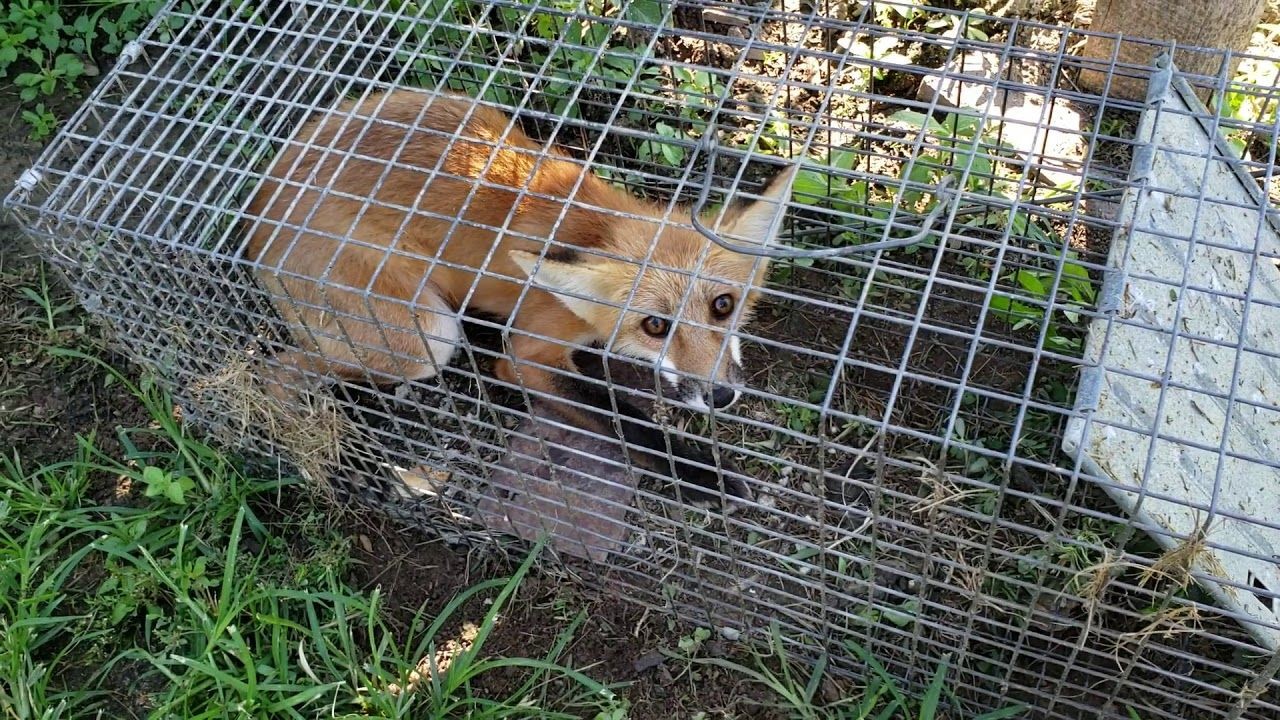 wildlife removal Bradford
