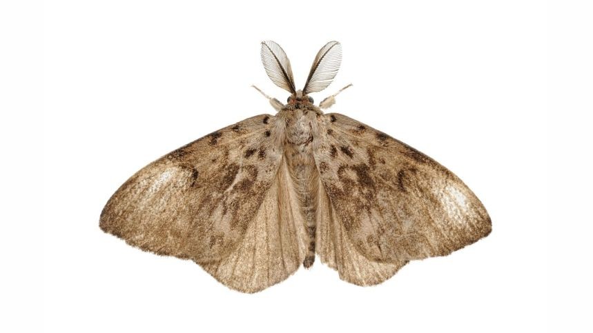 Moth