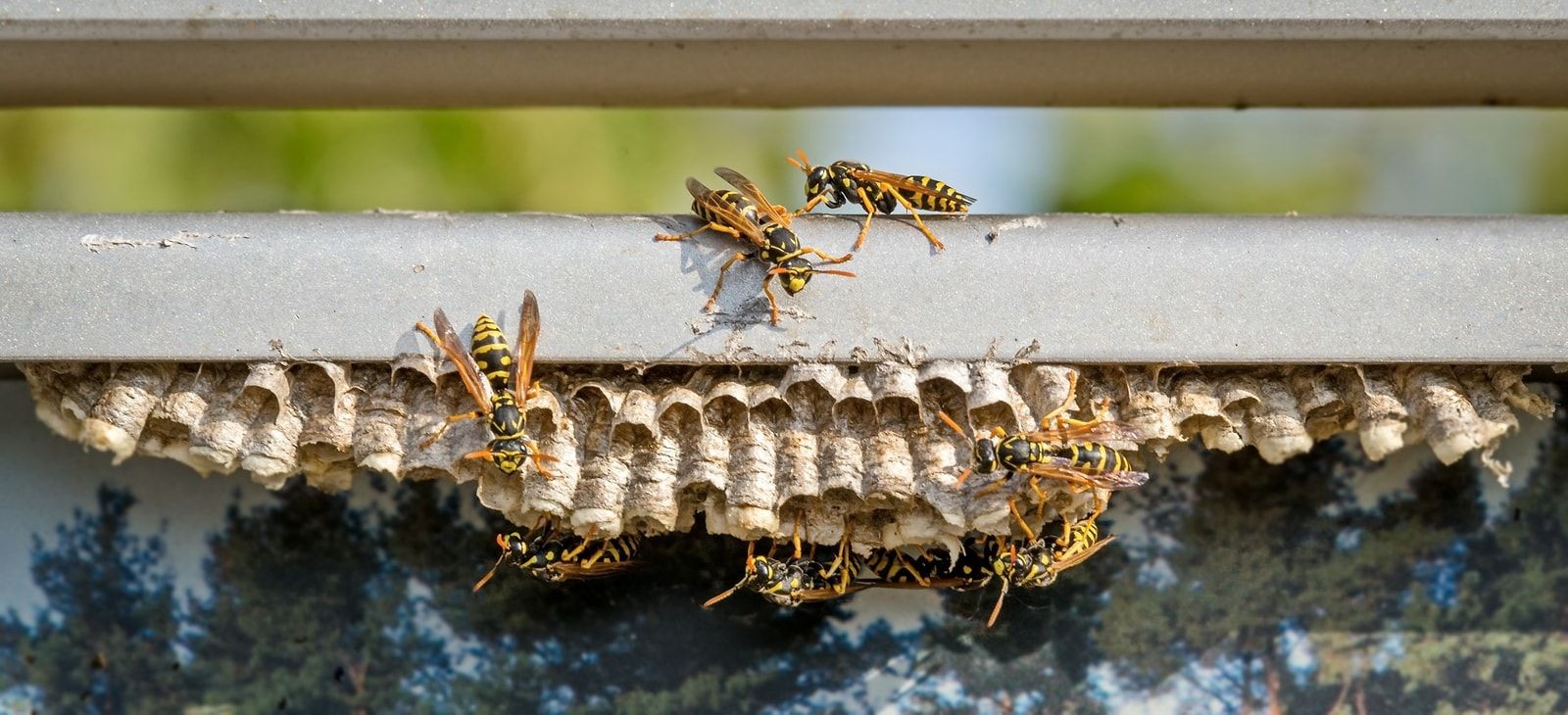 Wasp Pest Control Brampton