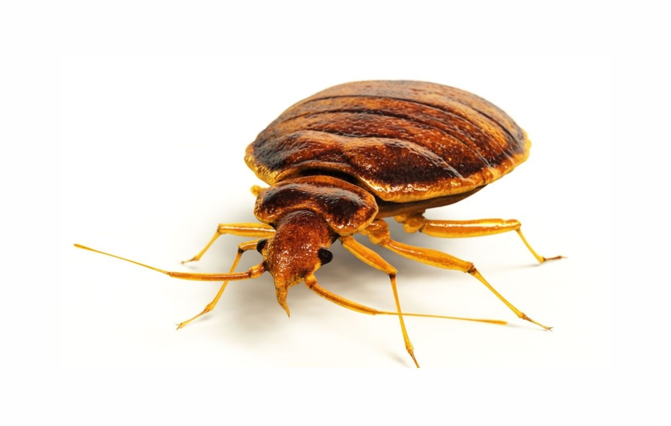 Bed Bug Control Services Toronto