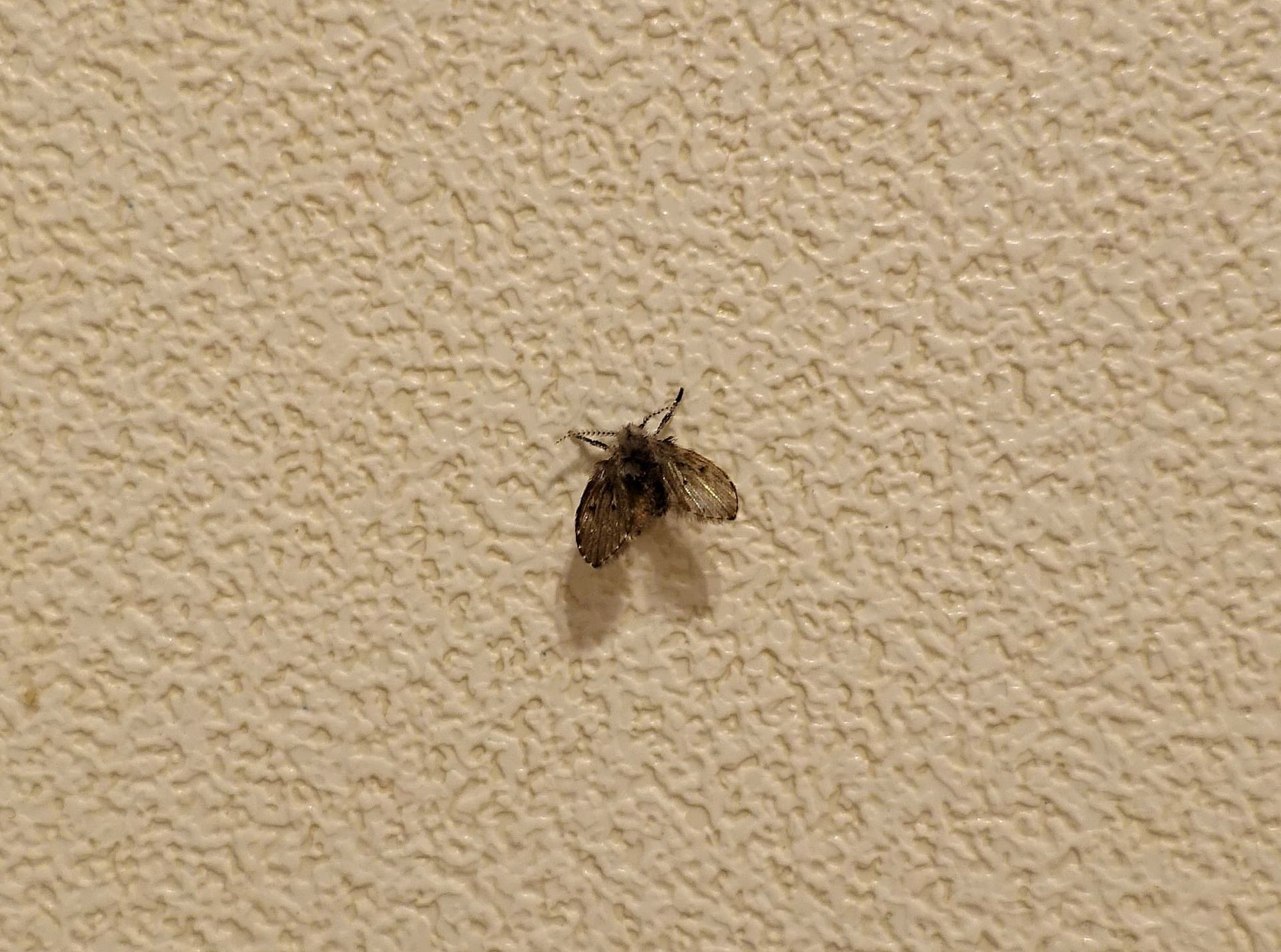 Drain Fly
