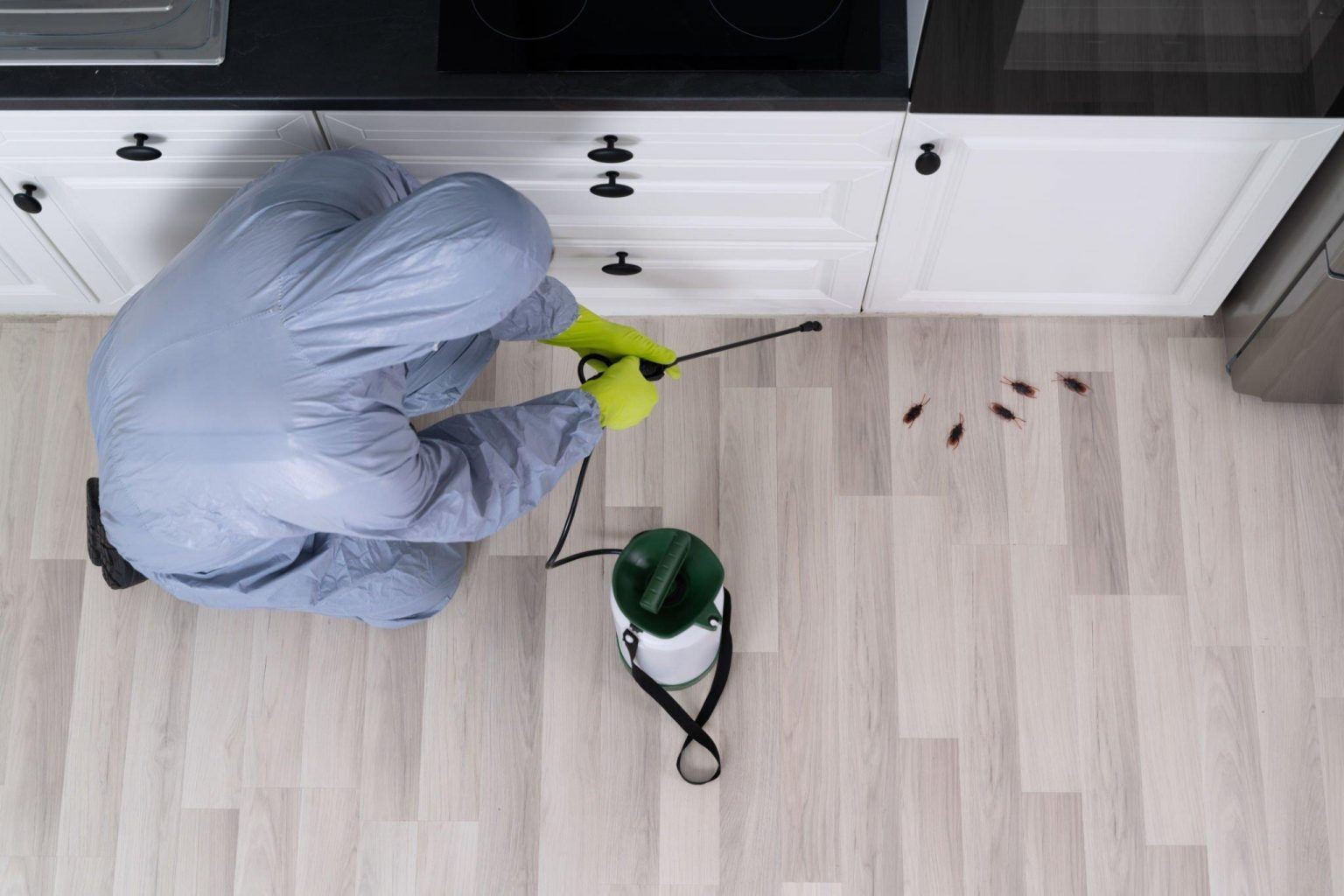 Reliable General Pest Control Services Toronto for residential and commercial spaces