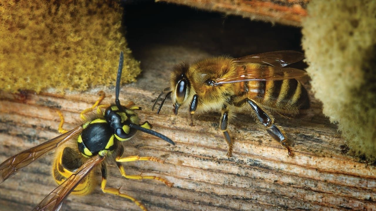 Wasps & Bees