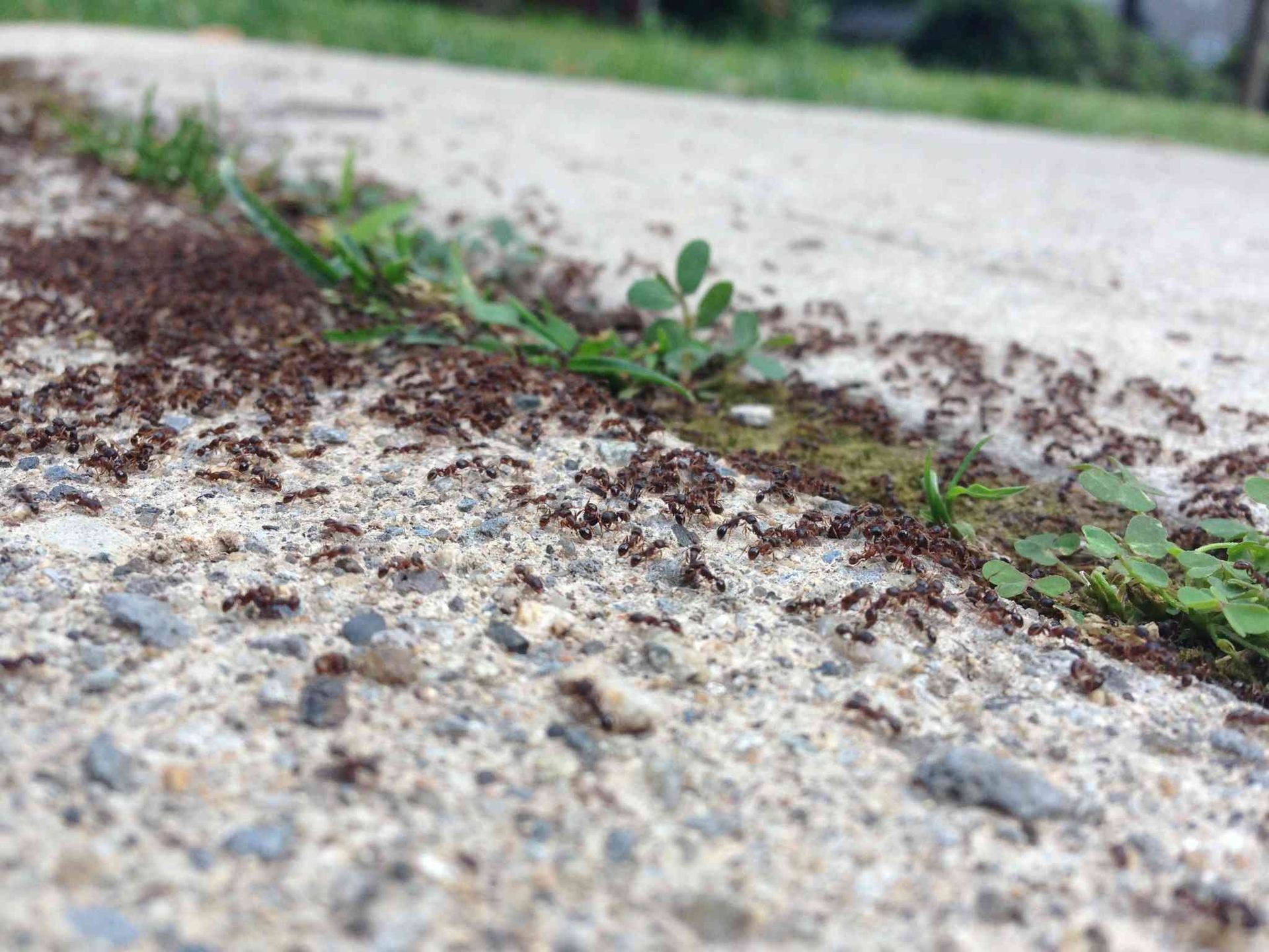 Pavement Ants