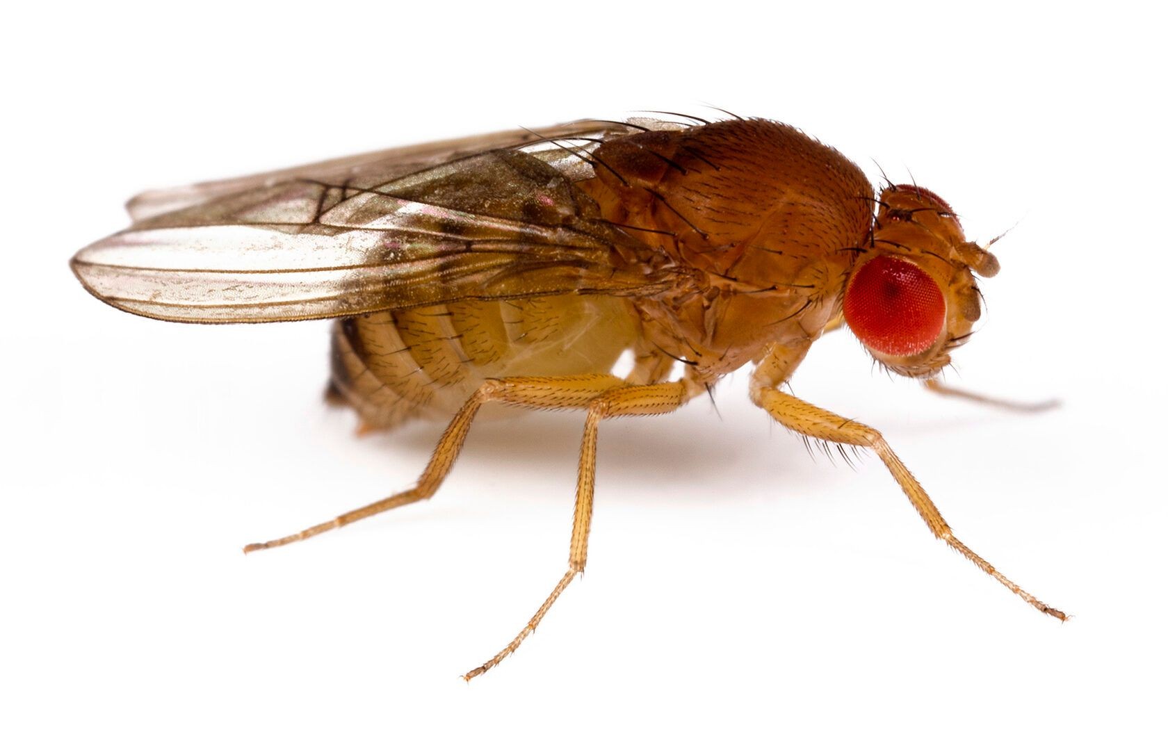 Fruit Fly