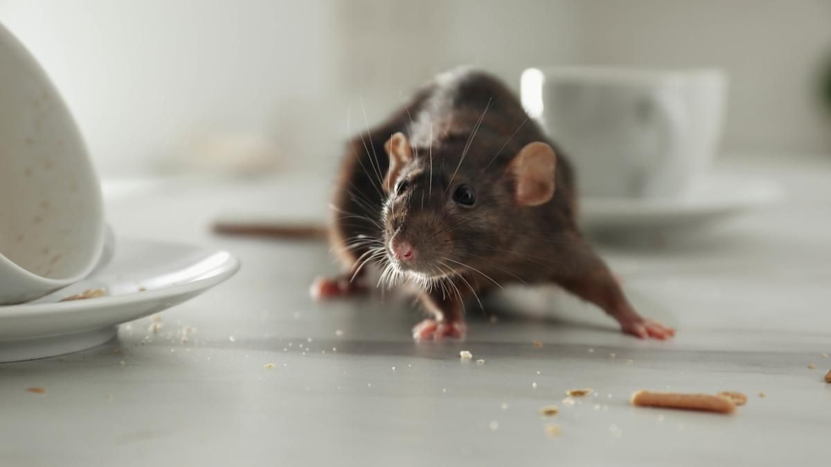 Rodent Control Toronto