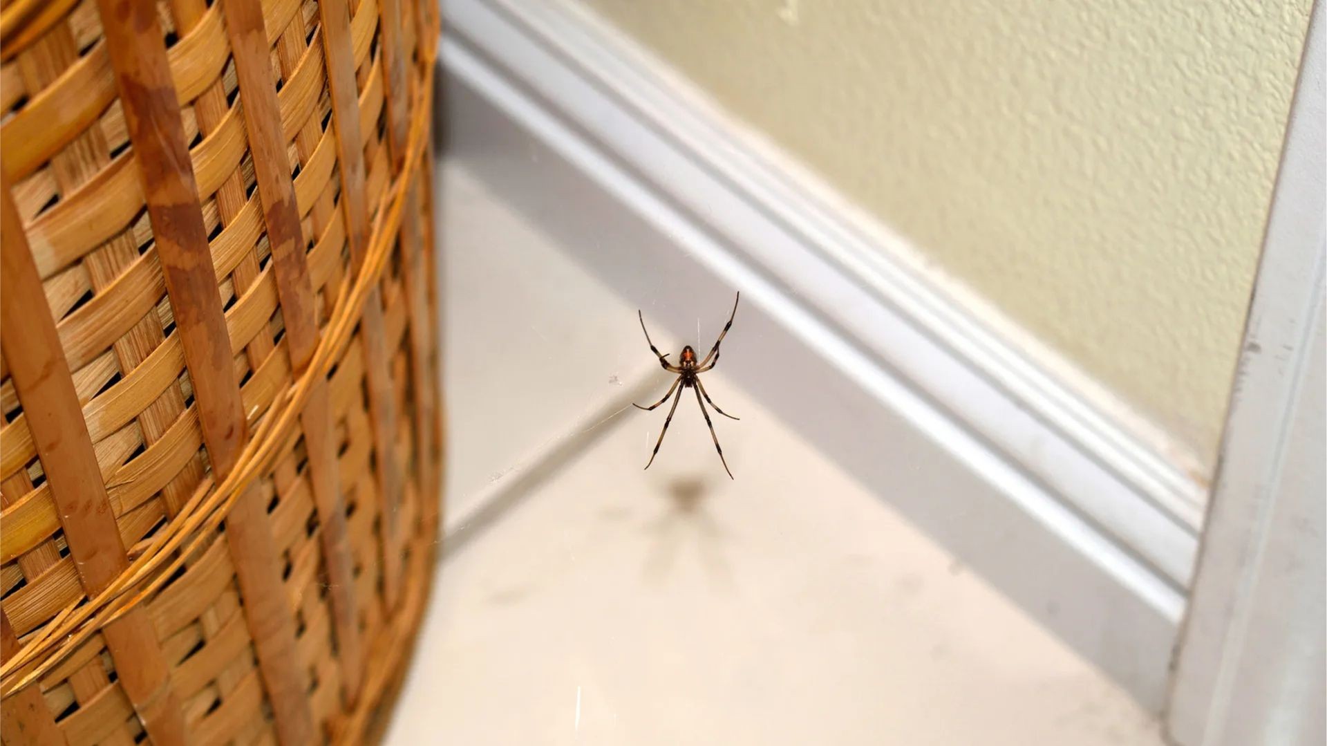 Spiders
