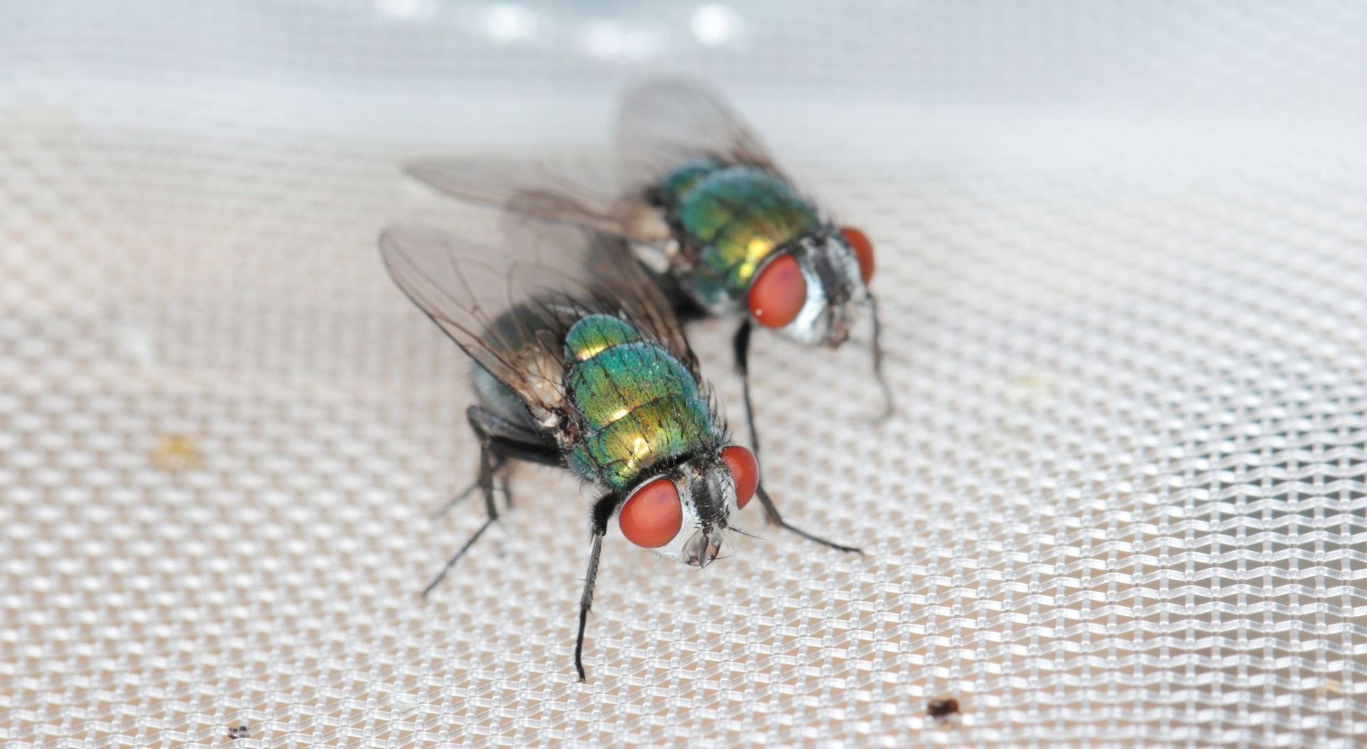 Green Bottle Fly