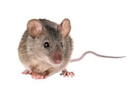 House Mouse