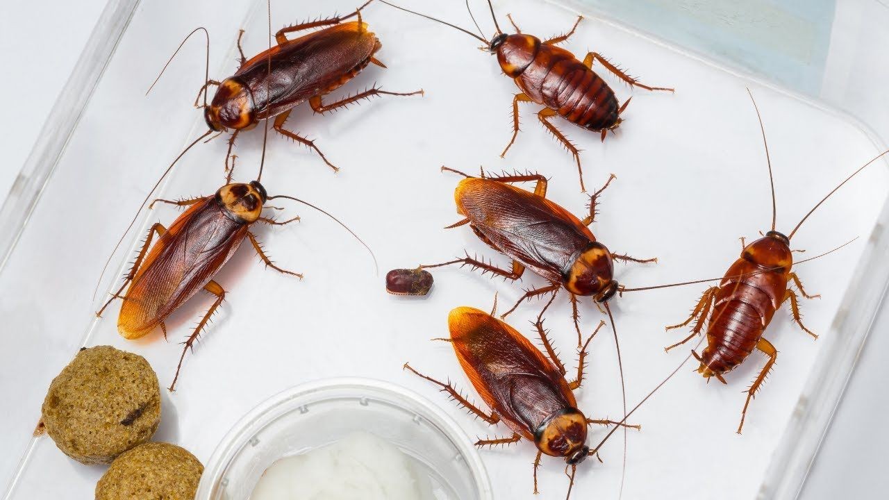 German Cockroach