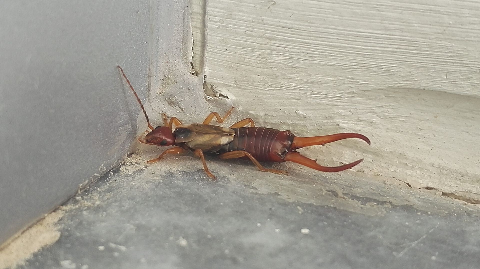 Earwig