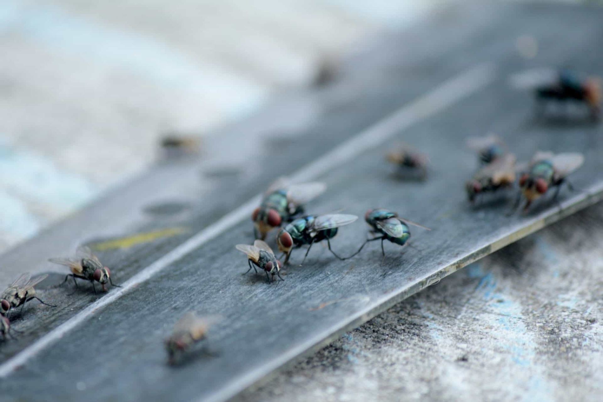 Fly Control Brampton
