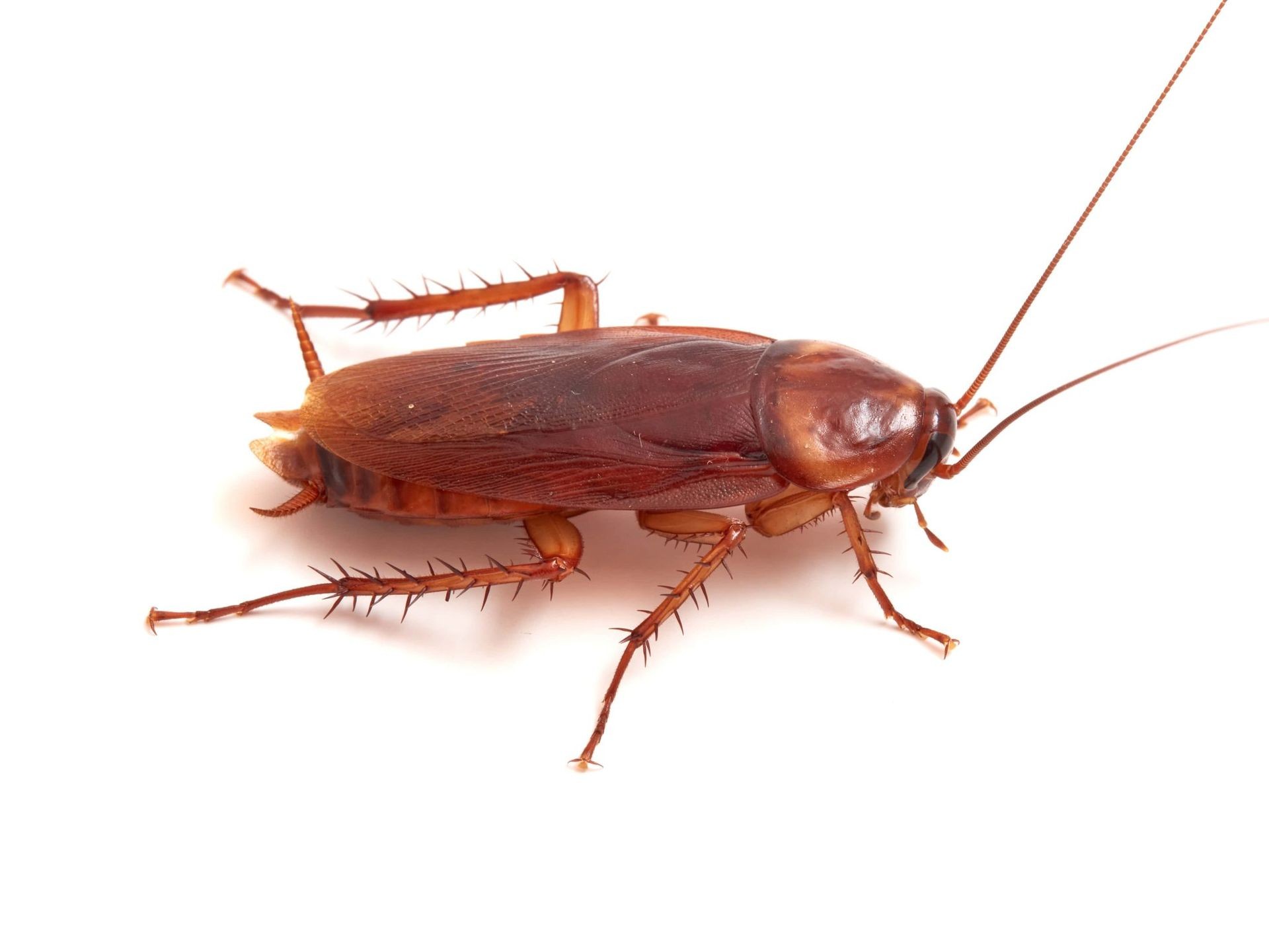 American Cockroach