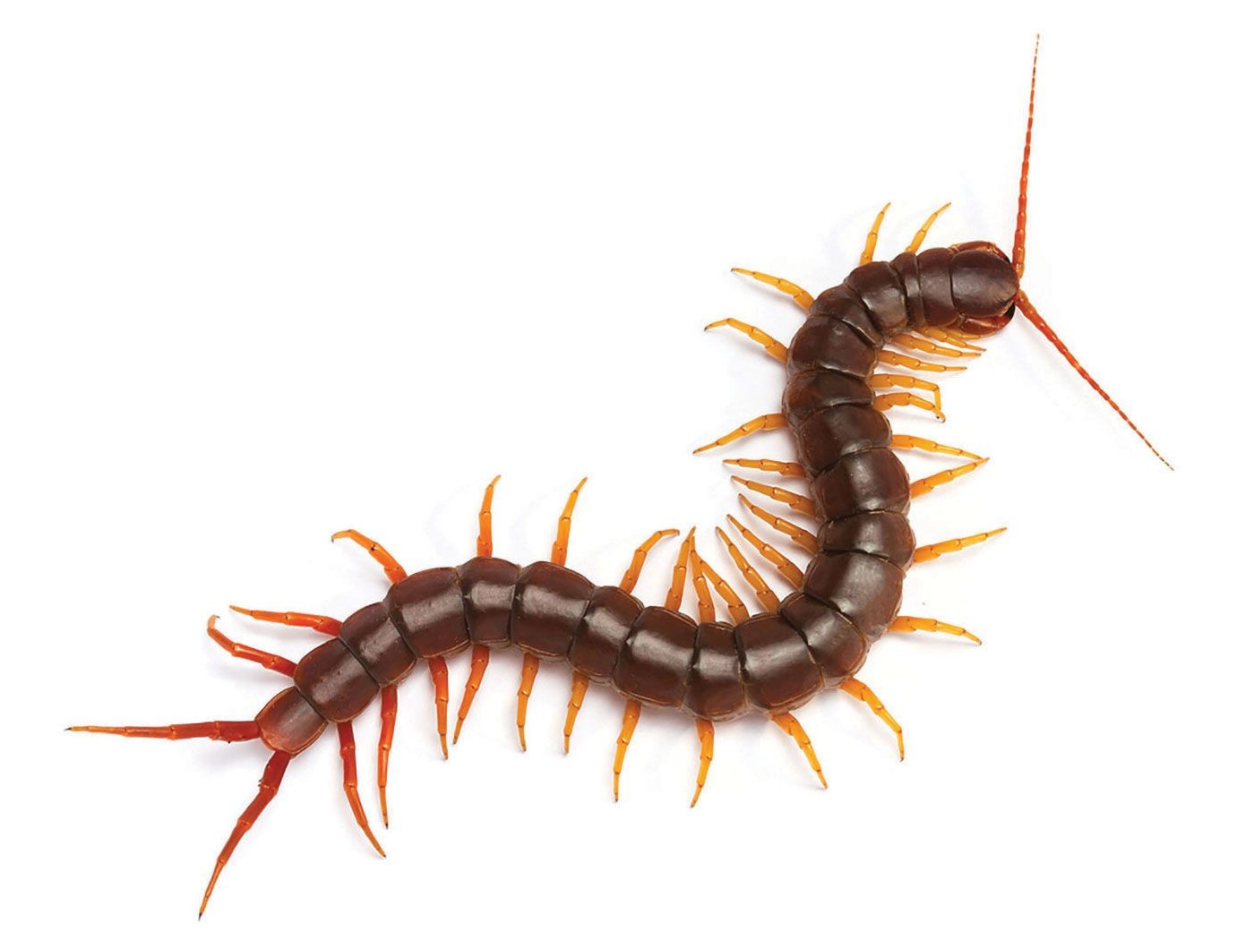 Centipedes