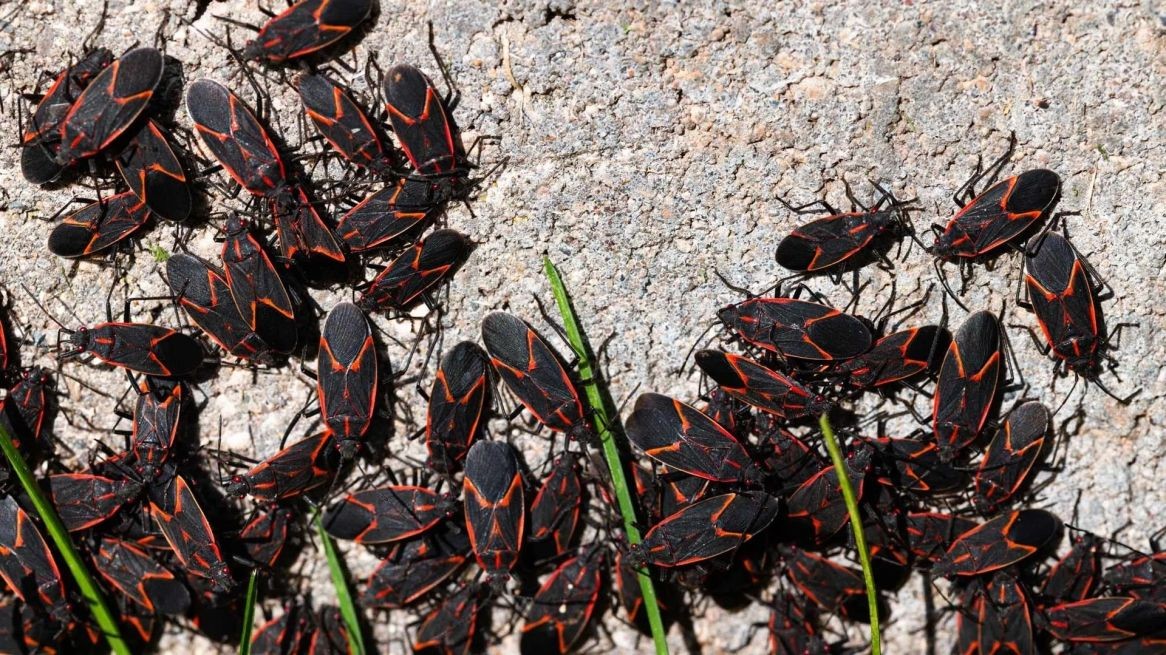 Boxelder bug Barrie, Ontario