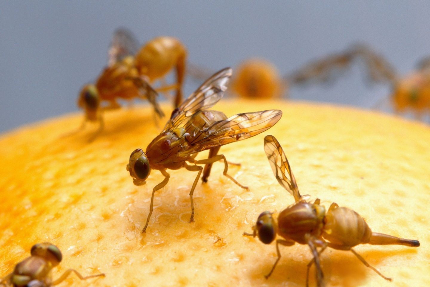 Fruit Fly