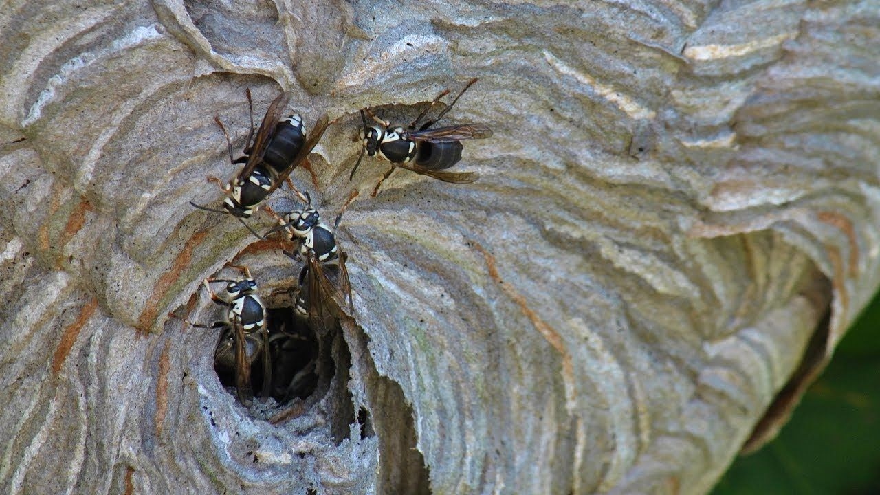 Bald-Faced Hornets