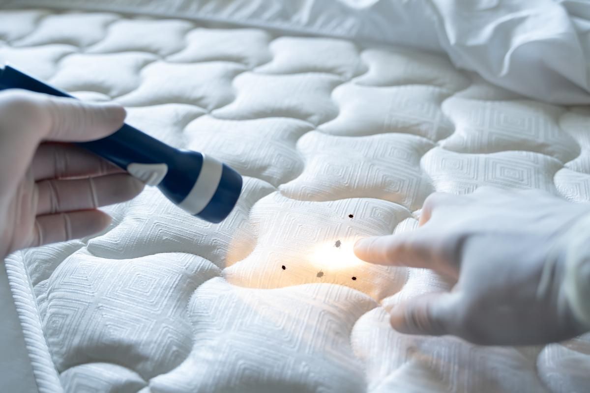 bed bug treatment & extermination king city ca