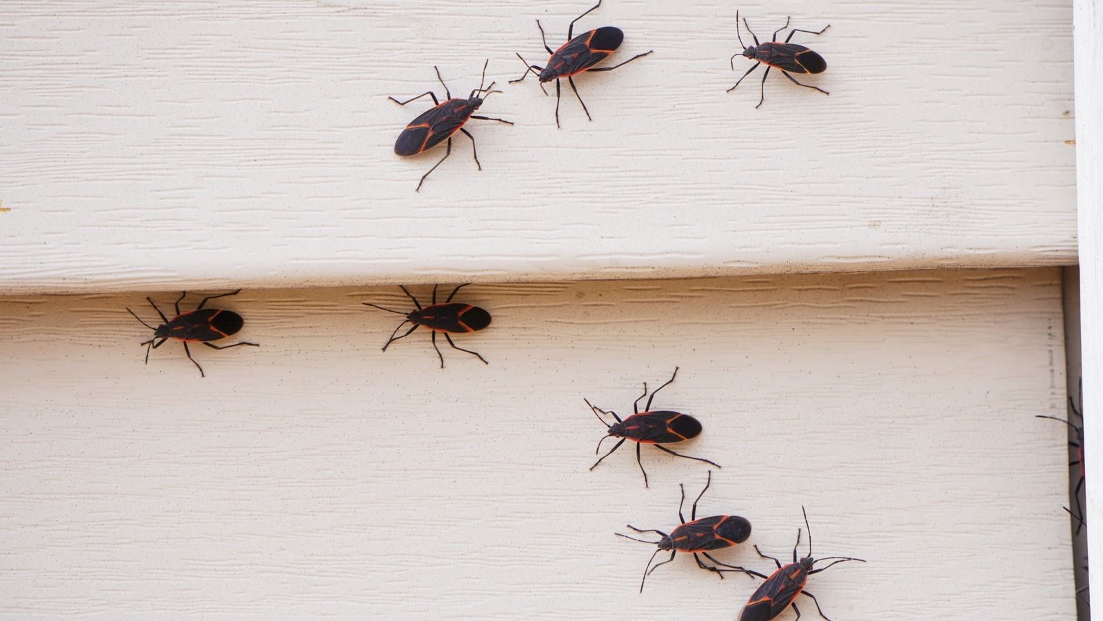 Boxelder Bugs Toronto