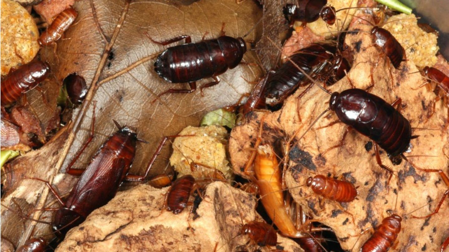 Oriental Cockroach
