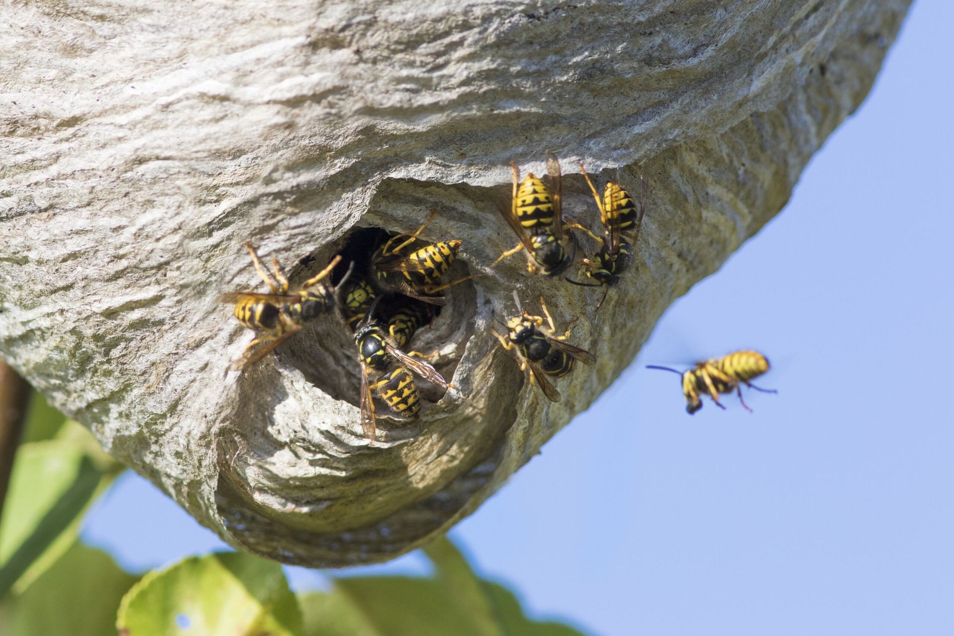 Wasp Nest Removal King City Ontario