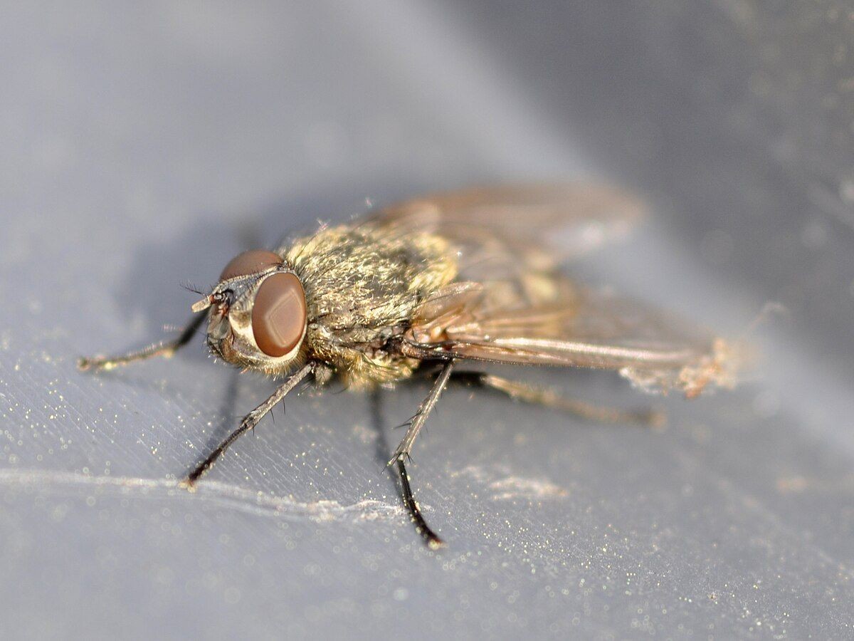 Cluster Fly
