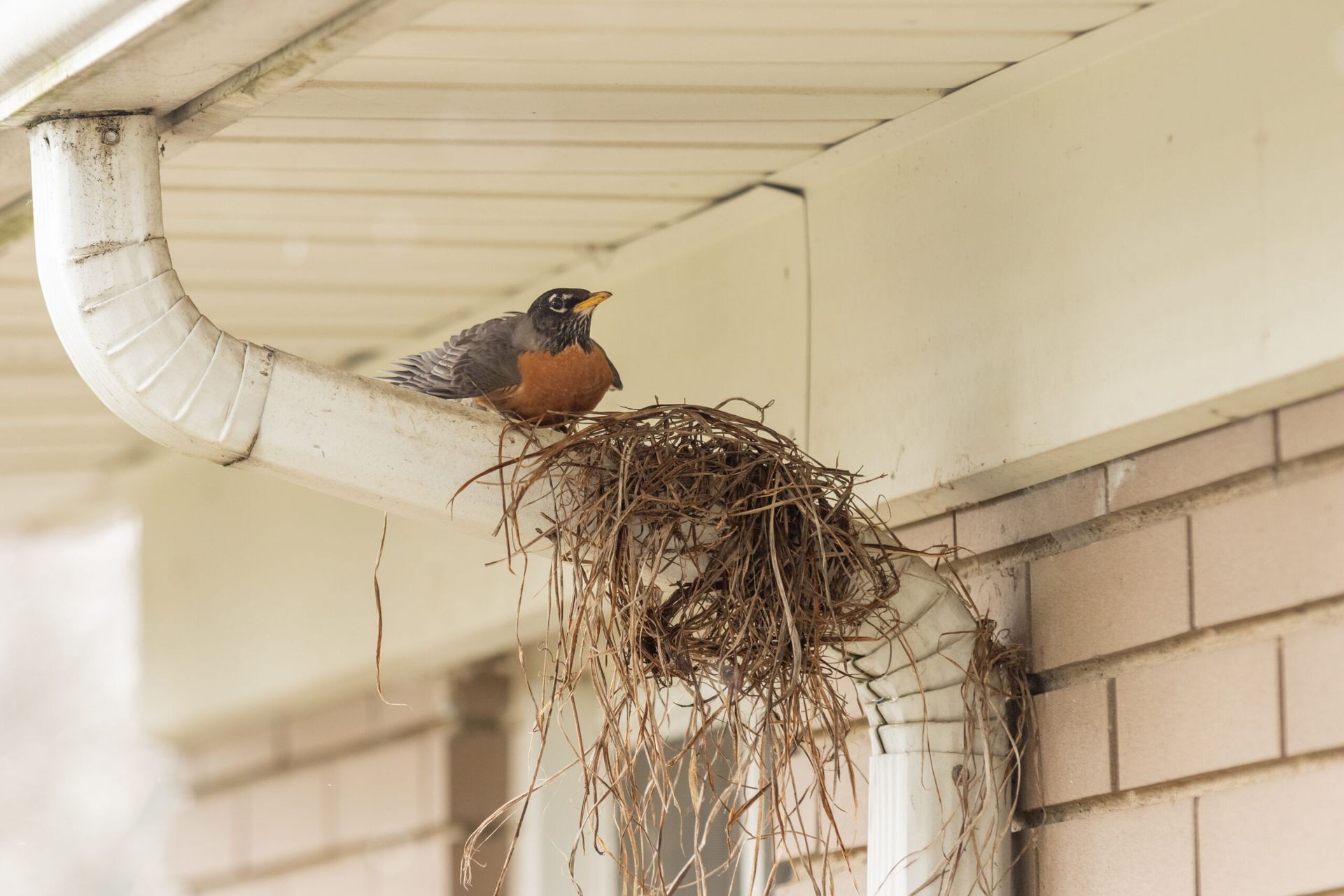 Bird Removal