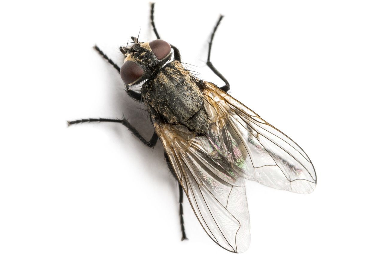Flies