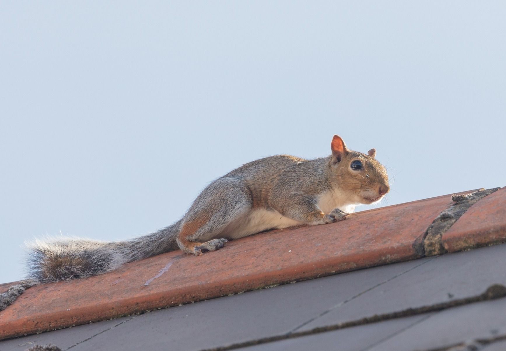 Squirrels